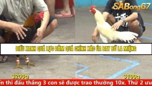 Trận 22 Bồ Gà C5 Ngày 10/8/2025