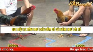 Trận 22 Bồ Gà CPC5 Ngày 13/8/2025