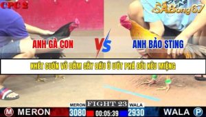 Trận 23 Bồ Gà C2 Ngày 6/8/2025