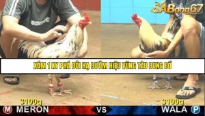 Trận 23 Bồ Gà C4 Ngày 15/8/2025