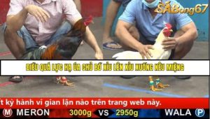 Trận 23 Bồ Gà C5 Ngày 16/8/2025