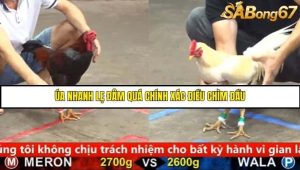 Trận 23 Bồ Gà C5 Ngày 17/8/2025