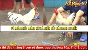 Trận 23 Bồ Gà C5 Ngày 9/8/2025