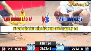 Trận 24 Bồ Gà C3 Ngày 6/8/2025