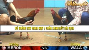 Trận 24 Bồ Gà C4 Ngày 15/8/2025
