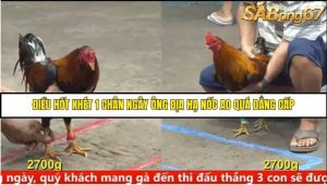 Trận 24 Bồ Gà C5 Ngày 10/8/2025
