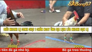 Trận 24 Bồ Gà C5 Ngày 7/8/2025