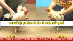 Trận 24 Bồ Gà CPC4 Ngày 14/8/2025
