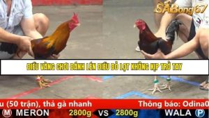 Trận 25 Bồ Gà C5 Ngày 17/8/2025