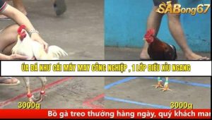 Trận 25 Bồ Gà C5 Ngày 8/8/2025