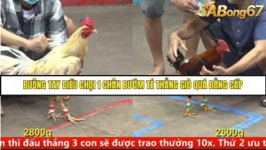 Trận 25 Bồ Gà C5 Ngày 9/8/2025