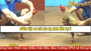 Trận 25 Bồ Gà CPC4 Ngày 14/8/2025