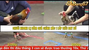 Trận 25 Bồ Gà CPC5 Ngày 13/8/2025
