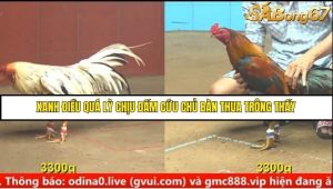 Trận 26 Bồ Gà C4 Ngày 23/8/2025