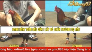 Trận 26 Bồ Gà C4 Ngày 24/8/2025