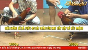 Trận 26 Bồ Gà C4 Ngày 7/8/2025