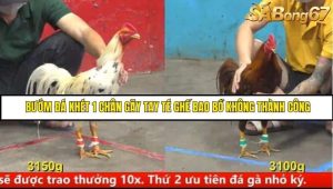 Trận 26 Bồ Gà C5 Ngày 15/8/2025