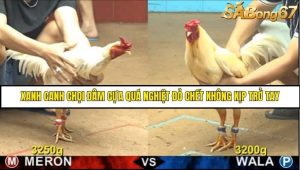 Trận 26 Bồ Gà CPC4 Ngày 13/8/2025