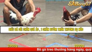 Trận 26 Bồ Gà CPC4 Ngày 14/8/2025