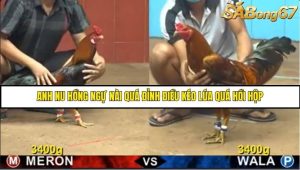 Trận 27 Bồ Gà C4 Ngày 2/8/2025