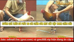 Trận 27 Bồ Gà C4 Ngày 25/8/2025
