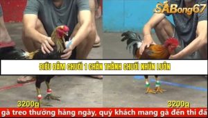 Trận 27 Bồ Gà C5 Ngày 10/8/2025