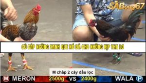 Trận 27 Bồ Gà C5 Ngày 18/8/2025