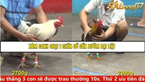 Trận 27 Bồ Gà C5 Ngày 8/8/2025