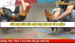 Trận 27 Bồ Gà CPC5 Ngày 13/8/2025