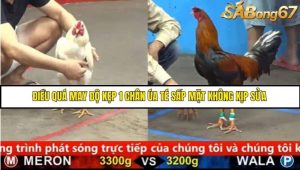 Trận 28 Bồ Gà C5 Ngày 21/8/2025
