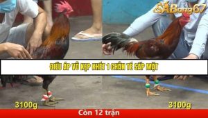 Trận 28 Bồ Gà C5 Ngày 9/8/2025