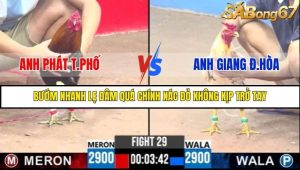 Trận 29 Bồ Gà C3 Ngày 3/8/2025