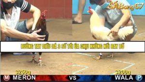 Trận 29 Bồ Gà C4 Ngày 2/8/2025