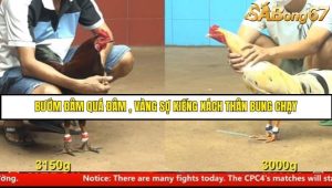 Trận 29 Bồ Gà C4 Ngày 7/8/2025