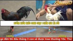 Trận 29 Bồ Gà C5 Ngày 10/8/2025