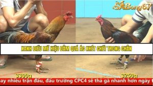 Trận 3 Bồ Gà C4 Ngày 17/8/2025