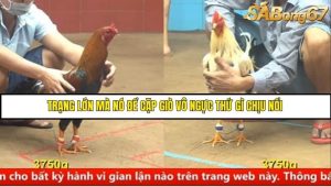Trận 3 Bồ Gà C4 Ngày 22/8/2025