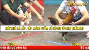 Trận 3 Bồ Gà CPC5 Ngày 15/8/2025