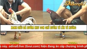 Trận 30 Bồ Gà C4 Ngày 16/8/2025