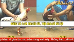 Trận 31 Bồ Gà C4 Ngày 24/8/2025