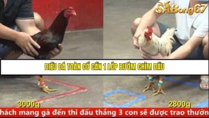 Trận 31 Bồ Gà C5 Ngày 9/8/2025