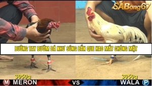 Trận 31 Bồ Gà CPC4 Ngày 14/8/2025