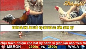 Trận 33 Bồ Gà C5 Ngày 17/8/2025