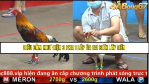 Trận 33 Bồ Gà C5 Ngày 21/8/2025
