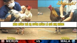 Trận 33 Bồ Gà CPC4 Ngày 14/8/2025