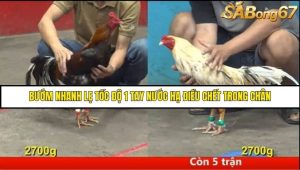 Trận 34 Bồ Gà C5 Ngày 9/8/2025