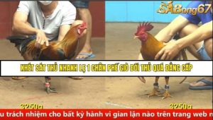 Trận 35 Bồ Gà C4 Ngày 17/8/2025