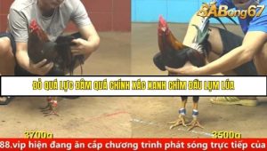 Trận 35 Bồ Gà C4 Ngày 24/8/2025