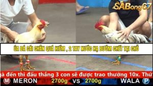 Trận 35 Bồ Gà C5 Ngày 21/8/2025