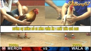 Trận 36 Bồ Gà C4 Ngày 12/8/2025